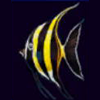Gold Fish symbol in Magic Pearl - Lightning Link Pokie