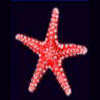 Star Fish symbol in Magic Pearl - Lightning Link Pokie
